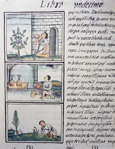 Piante commestibili, pagina dal Libro XI del Codice Fiorentino, versione bilingue in spagnolo e nahuatl, Storia generale delle cose della Nuova Spagna, del missionario spagnolo Fray Bernardino de Sahagun (1499-1590). Civiltà azteca