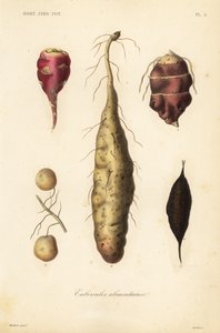 Tuberi commestibili da Unbekannt