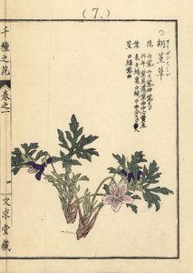 Eizan sumire viola dorata eizan, Viola eizanensis da Unbekannter Künstler