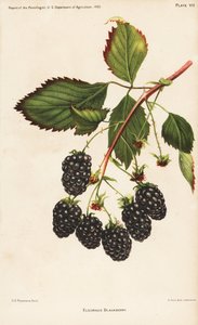 Mora di Eldorado, Rubus fruticosus