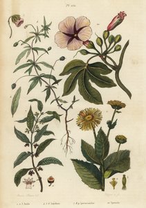 Enula campana, Inula helenium, viola verde, Hybanthus species Ionidium polygalifolium, ipecacuanha, Carapichea ipecacuanha, e gloria del mattino, Ipomoea insignis