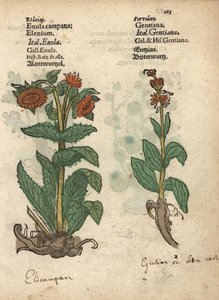 Enula campana, Inula helenium, e specie di genziana. Incisione xilografica colorata a mano di un