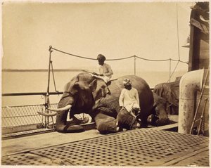Elefante sul ponte di una nave, Penang, Malesia