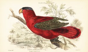Lori dal collare viola in pericolo, Lorius domicella. 1889 (incisione)