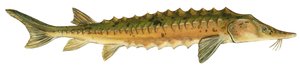 Storione giallo - Storione del lago (Acipenser fulvescens)