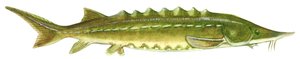 Storione nero - Storione atlantico (Acipenser oxyrinchus)