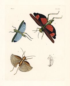 Cavalletta Eupropacris coeruleus 1, Chromacris miles 2, e Gryllacris tessellata 3. Litografia a mano colorata da John O. Westwood