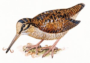 Beccaccia eurasiatica, Scopolax rusticola da Unbekannt