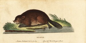 Castoro europeo, Castor fiber (incisione) da Unbekannter Künstler