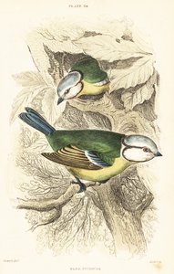 Cinciarella, Cyanistes caeruleus. 1889 (incisione) da Unbekannter Künstler