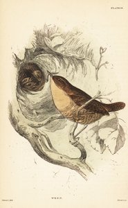 Scricciolo eurasiatico, Troglodytes troglodytes