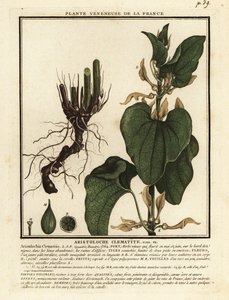 Aristolochia clematitis da Unbekannter Künstler