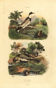 Piviere dorato europeo, Pluvialis apricaria, e piviere dal collare, Charadrius hiaticula da Unbekannt