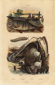 Persico europeo, Perca fluviatilis 1, verme di velluto, Peripatus iuliformis 2, crisopa, Perla marginata 3, e ostrica perlifera, Isognomon isognomum 4