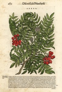 Sorbus aucuparia. Incisione colorata a mano di Wolfgang Meyerpick da un
