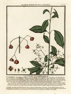 Fusaggine europea, Euonymus europaeus