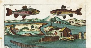 Trota europea - Tecnica di pesca con rapide artificiali per catturare pesci da Unbekannter Künstler