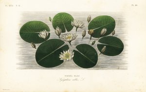 Ninfea bianca europea da Unbekannt