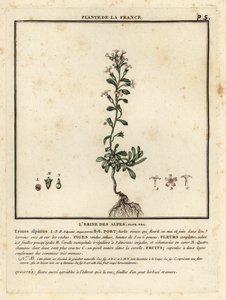 Erinus alpinus da Unbekannter Künstler