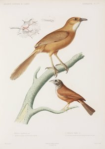 Fairywren e passero domestico, Algeria da Unbekannter Künstler