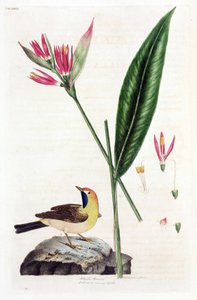 Falso fiore di Uccello del Paradiso e ballerina da Unbekannt
