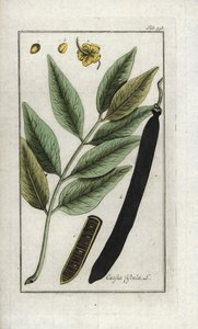 Cassia fistula da Unbekannter Künstler
