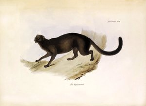 Felis Yagouarondi Jaguarondi o eyra o gatto lontra, felino americano descritto da Charles Darwin durante la sua spedizione a bordo del Beagle. Tavola da The zoology of the voyage of H.M.S. Beagle descritta da John Gould, con nota sui loro abitudini di Char