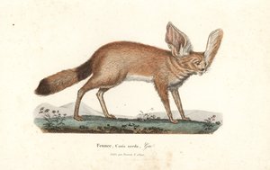 Volpe del deserto o fennec, Vulpes zerda. Incisione a mano colorata su rame da Rene Primevere Lesson