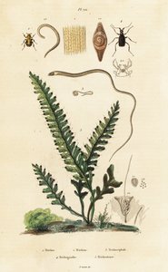 Felce, coleottero ape e nematodi da Unbekannter Künstler