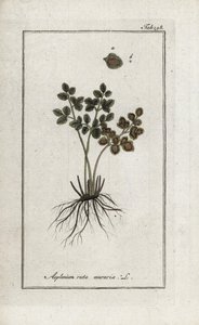 Felce doradilla dei muri o asplenia delle mura. Litografia da 