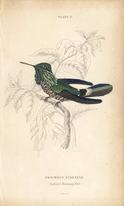 Coquette festiva (incisione) da Unbekannter Künstler