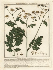 Tanacetum parthenium da Unbekannter Künstler