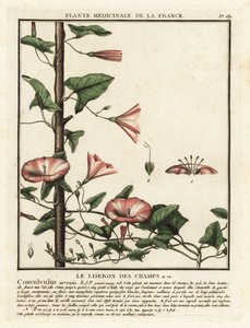 Vilucchio dei campi, Convolvulus arvensis da Unbekannter Künstler