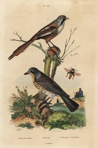 Cesena, Turdus pilaris, e basettino, Panurus biarmicus da Unbekannt