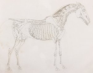 Quinto strato dissezionato di un cavallo, vista laterale da Unbekannt