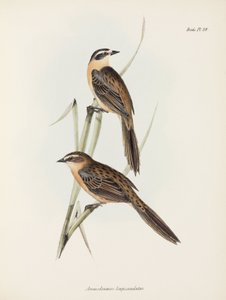Fringuelli, c 1832-1836 da Unbekannter Künstler