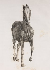 Primo strato sezionato di un cavallo, vista frontale
