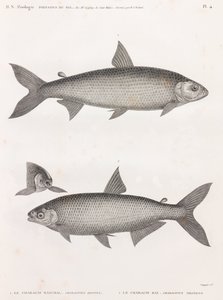 Pesci: Il Characin da Unbekannt