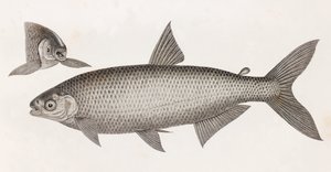Pesci: Il Characin