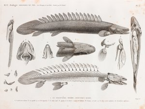 Pesce: Le Polyptere Bichir, anatomia