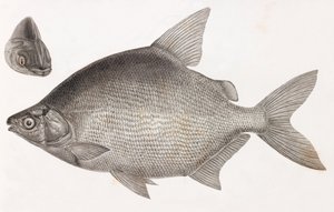 Pesci: Il Serrasalme Citharine da Unbekannt