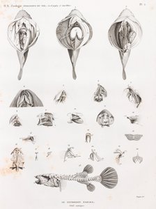 Pesci: Tetrodon, anatomia da Unbekannt