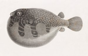 Pesce: Tetrodon (dettaglio)