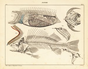 Anatomia del pesce che mostra lo scheletro, le branchie, ecc. (litografia) da Unbekannter Künstler