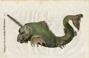 Pesce sega (Pristis) in Ulyssis Aldrouandi... De piscibus libri V et de cetis lib. vnus, tratta dalla storia naturale di Ulisse Aldrovandi. Bologna