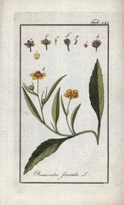 Ranuncolo flammula. Litografia da 
