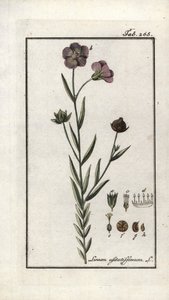 Lino (Linum usitatissimum). Litografia da 