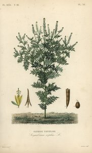 Erba Sophia o senape tansy da Unbekannt