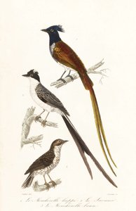 Pigliamosche e elaenia caraibica