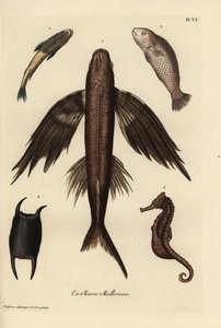 Pesce volante, Exocoetus volitans 1, pesce ventosa, Remora remora 2, barramundi, Lates calcarifer 3, scala 4, cavalluccio marino, specie Hippocampus 5. Incisione a mano colorata da un